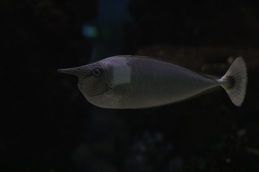 Burgers' Zoo Arnheim 2019_10