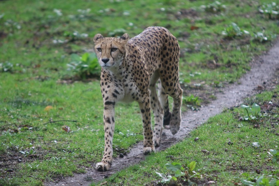 Burgers' Zoo Arnheim 2019_11