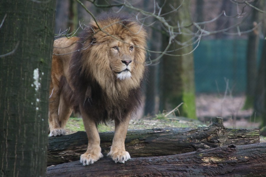 Burgers' Zoo Arnheim 2019_12
