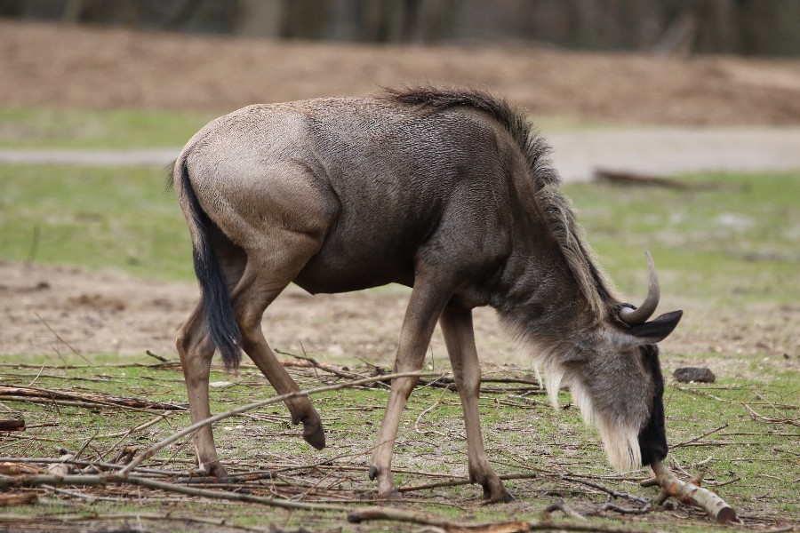 Burgers' Zoo Arnheim 2019_15