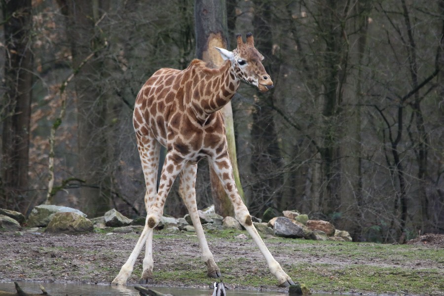 Burgers' Zoo Arnheim 2019_16