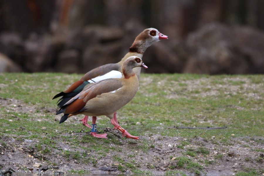 Burgers' Zoo Arnheim 2019_17