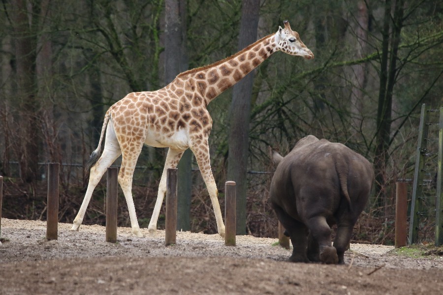 Burgers' Zoo Arnheim 2019_18