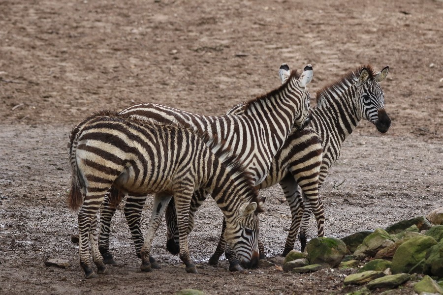 Burgers' Zoo Arnheim 2019_19