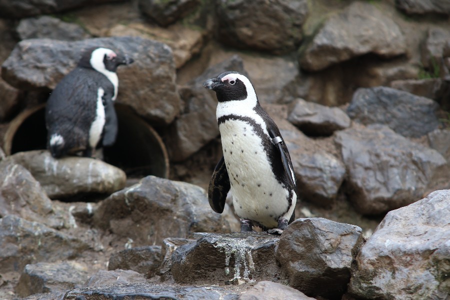 Burgers' Zoo Arnheim 2019_1