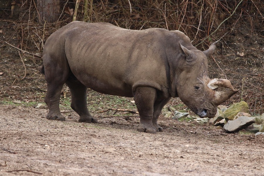 Burgers' Zoo Arnheim 2019_20