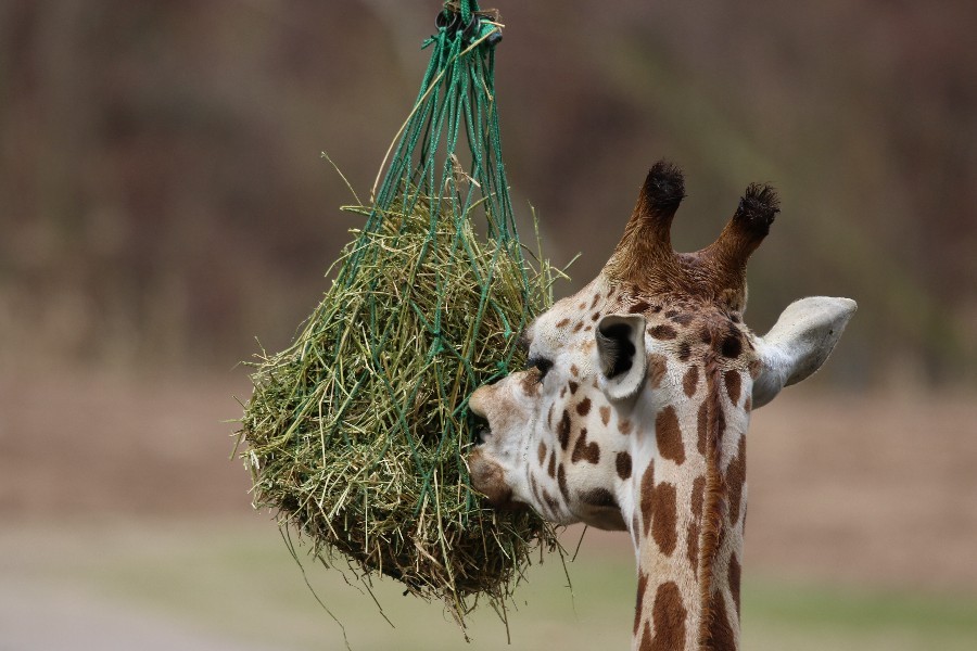 Burgers' Zoo Arnheim 2019_21