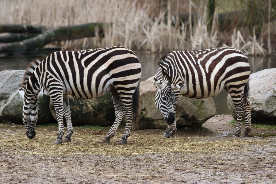 Burgers' Zoo Arnheim 2019_22