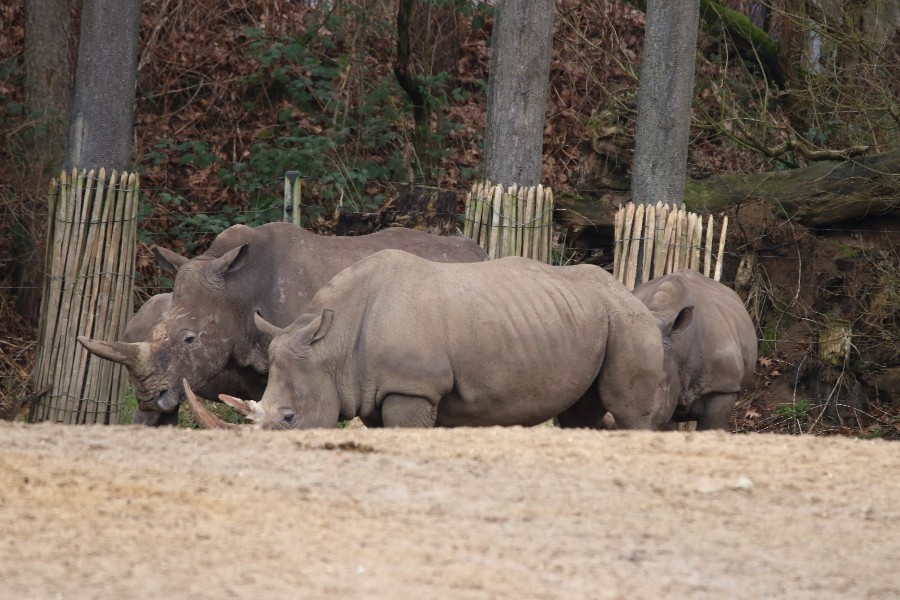 Burgers' Zoo Arnheim 2019_23