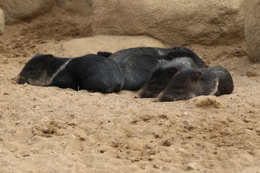Burgers' Zoo Arnheim 2019_26