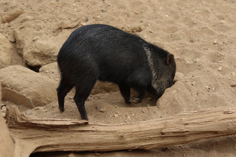 Burgers' Zoo Arnheim 2019_27