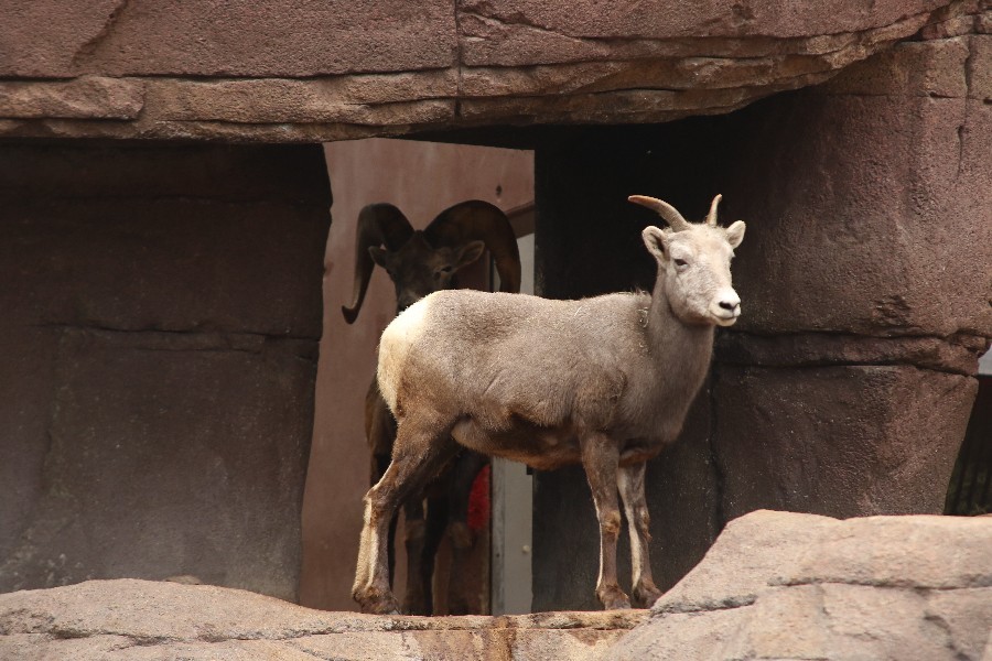 Burgers' Zoo Arnheim 2019_28
