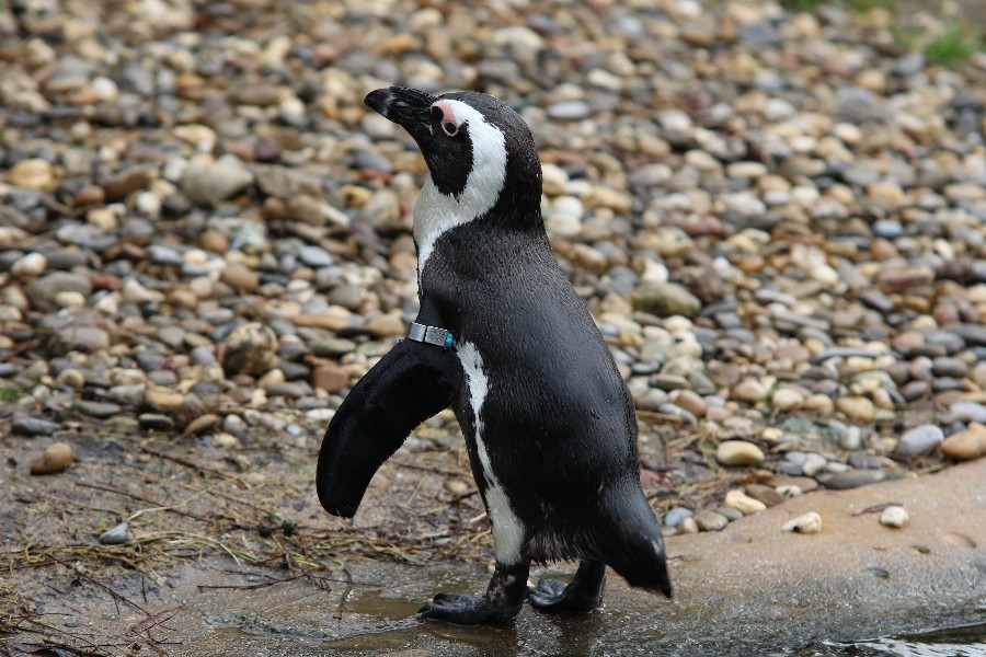 Burgers' Zoo Arnheim 2019_2