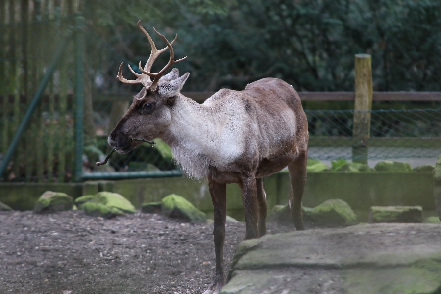 Burgers' Zoo Arnheim 2019_30
