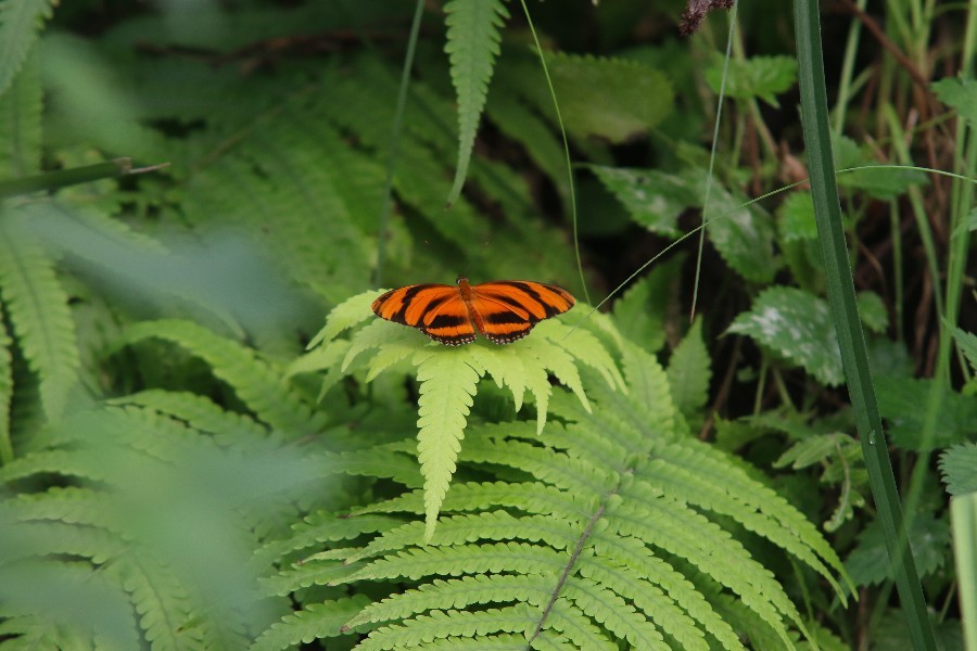 Burgers' Zoo Arnheim 2019_34
