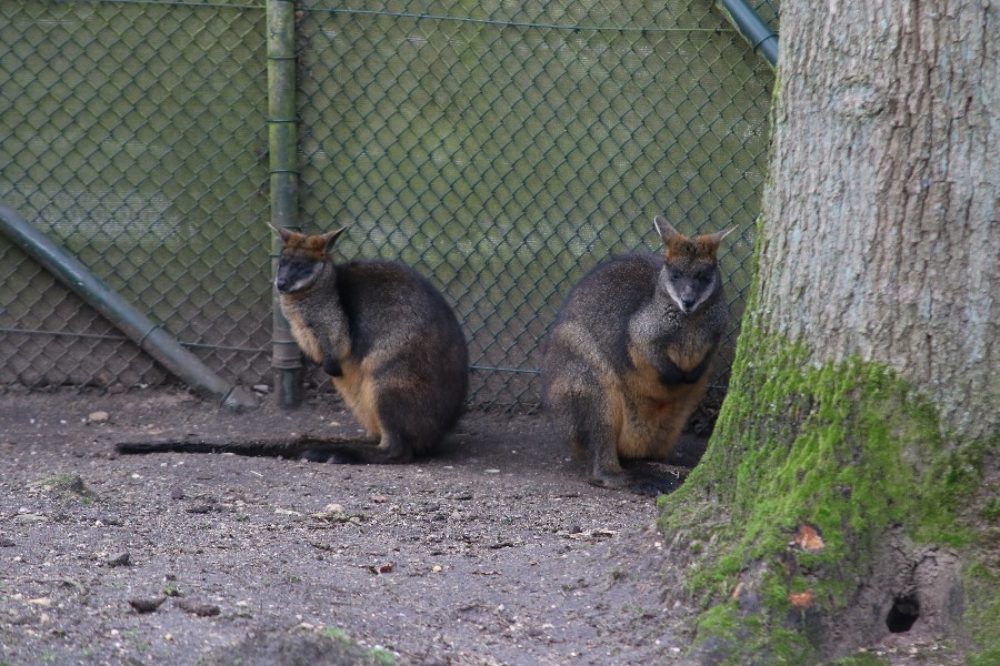 Burgers' Zoo Arnheim 2019_37
