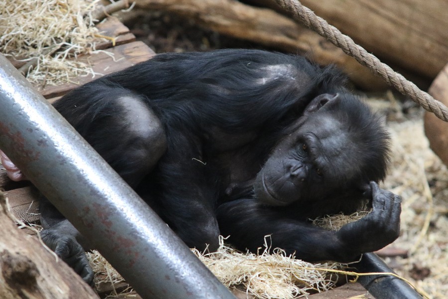 Burgers' Zoo Arnheim 2019_38