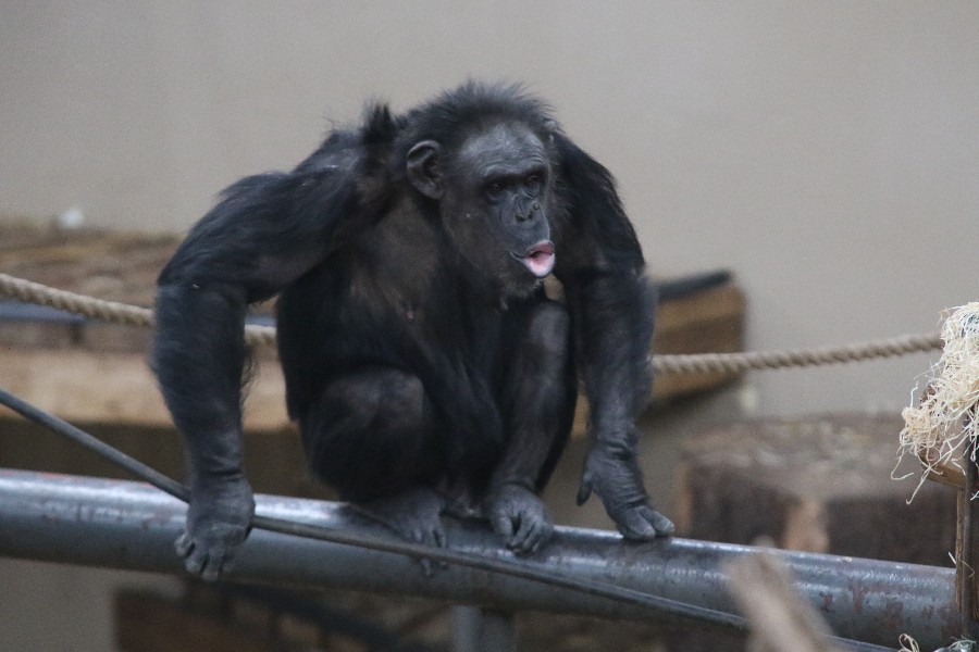 Burgers' Zoo Arnheim 2019_39