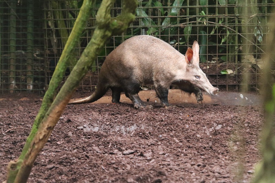 Burgers' Zoo Arnheim 2019_3