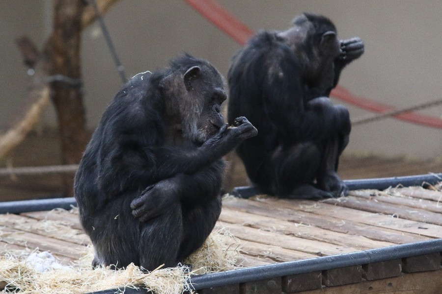 Burgers' Zoo Arnheim 2019_40