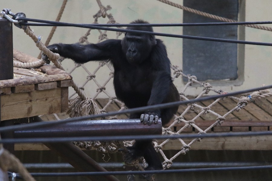 Burgers' Zoo Arnheim 2019_41