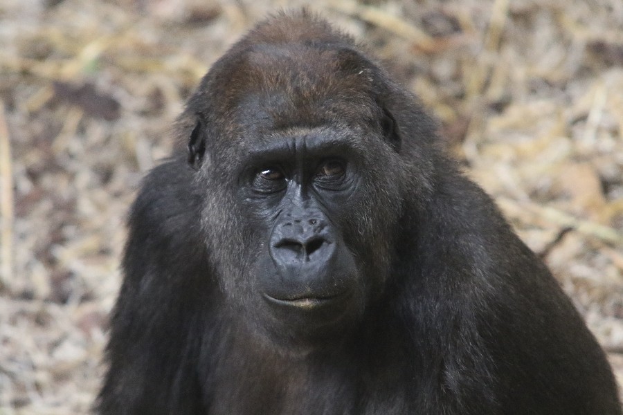 Burgers' Zoo Arnheim 2019_42