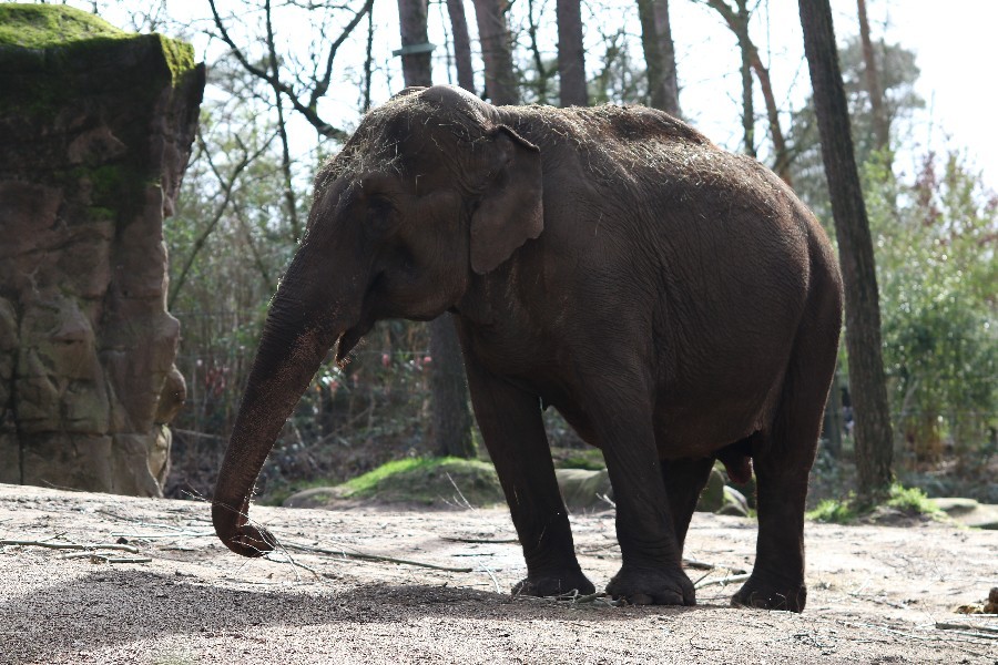 Burgers' Zoo Arnheim 2019_43