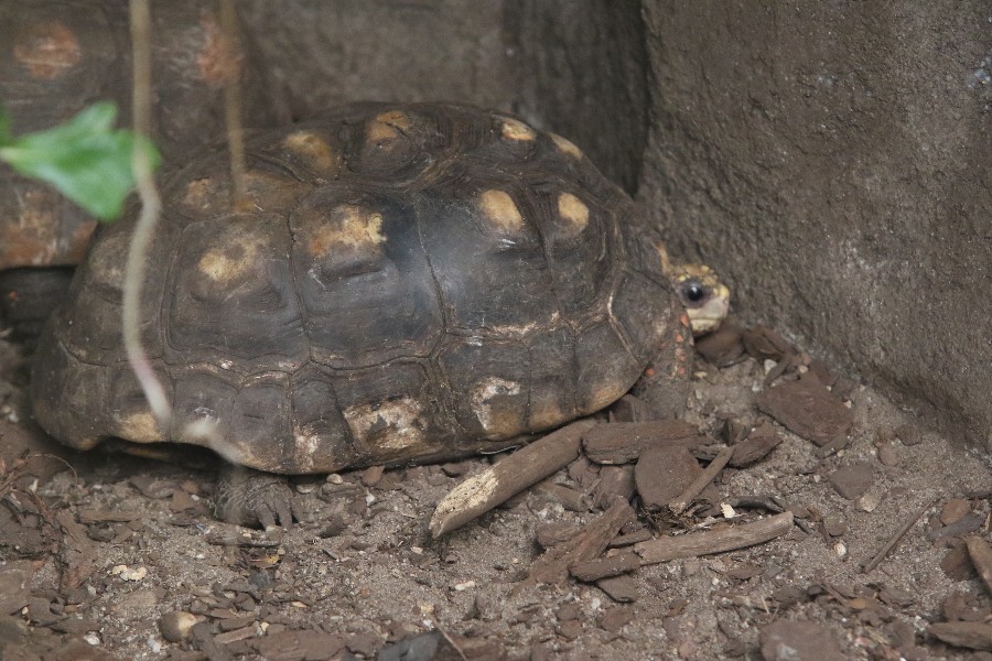 Burgers' Zoo Arnheim 2019_4