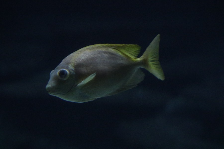 Burgers' Zoo Arnheim 2019_9