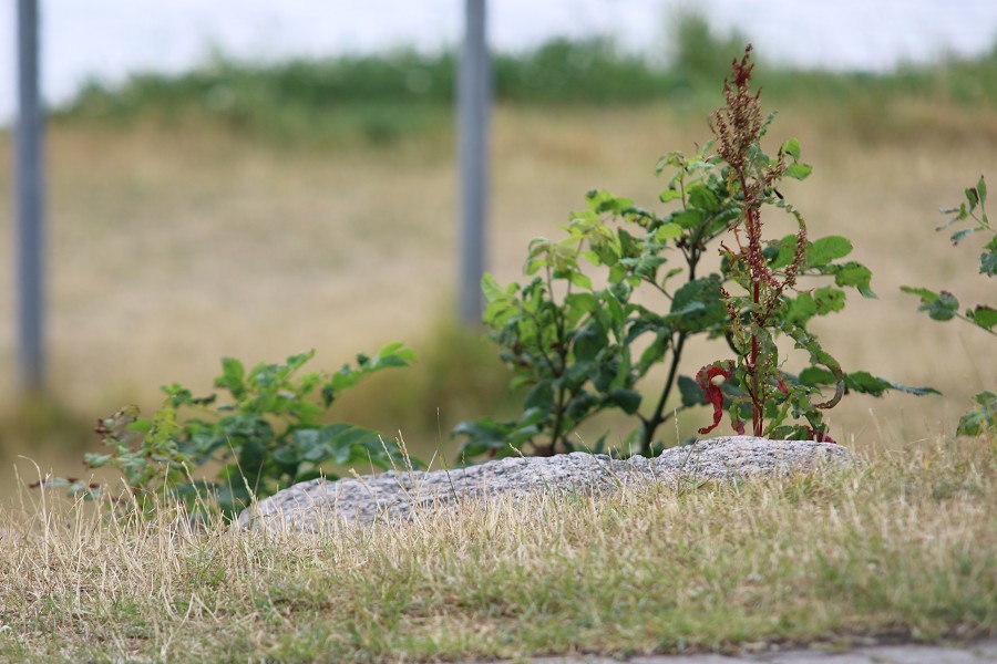 Fehmarn 2018_16