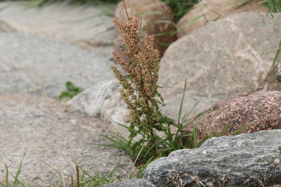 Fehmarn 2018_1