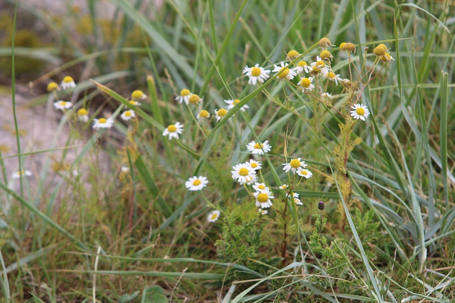 Fehmarn 2018_24