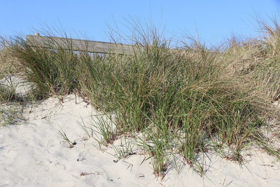 Fehmarn April 2019_11