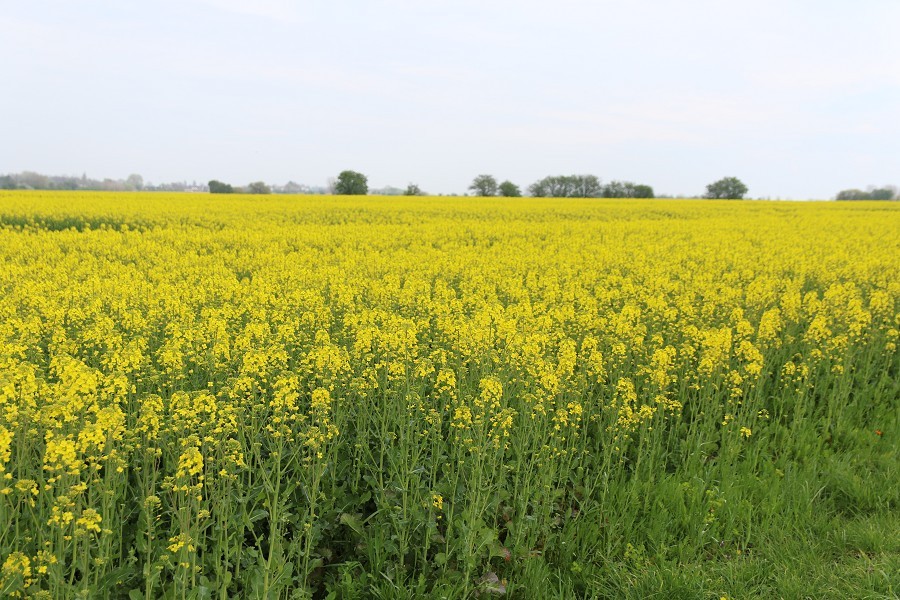 Fehmarn April 2019_32
