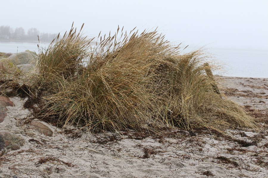 Fehmarn Dezember 2018_46