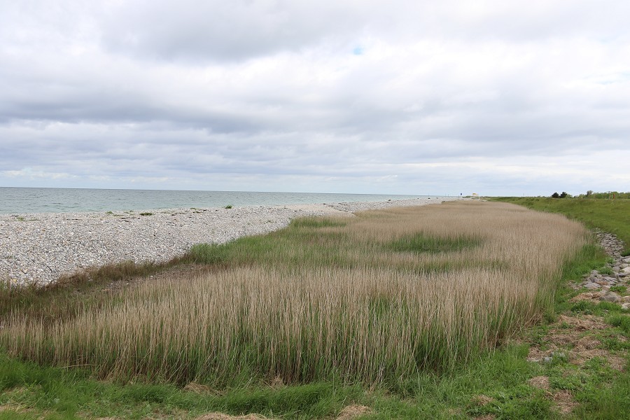 Fehmarn Mai 2019_17