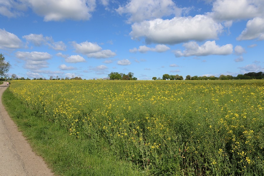 Fehmarn Mai 2019_43