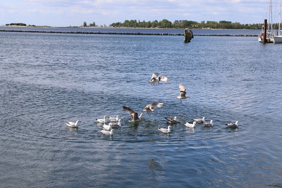 Fehmarn Mai 2019_49