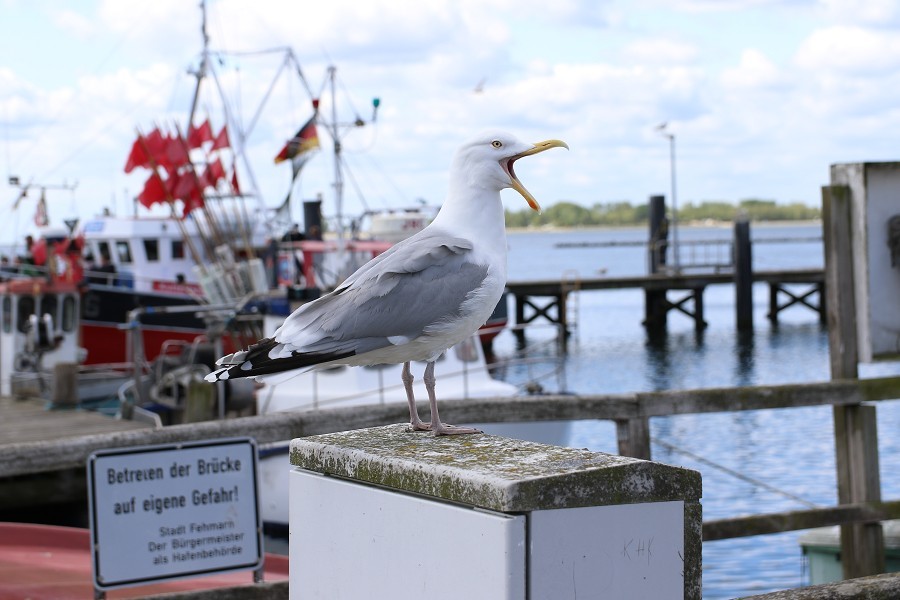 Fehmarn Mai 2019_51