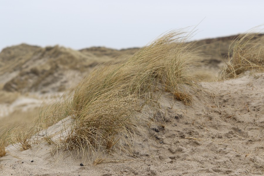 Sylt 2018_43